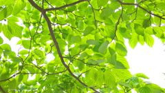 下からハナミズキ