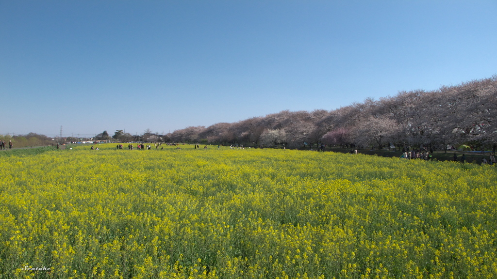 権現堂公園