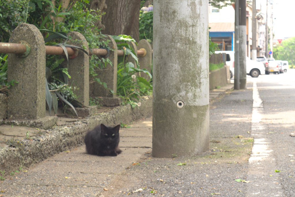 猫目線