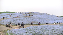 ひたち海浜公園