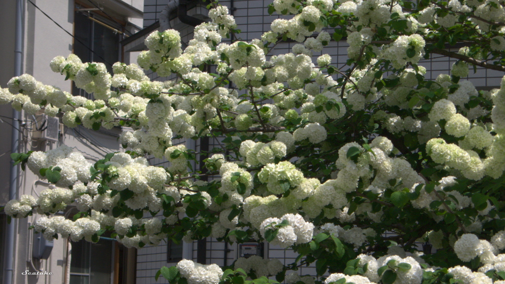 プードルな桜