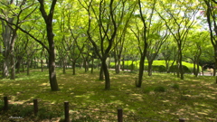 北の丸公園