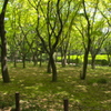北の丸公園