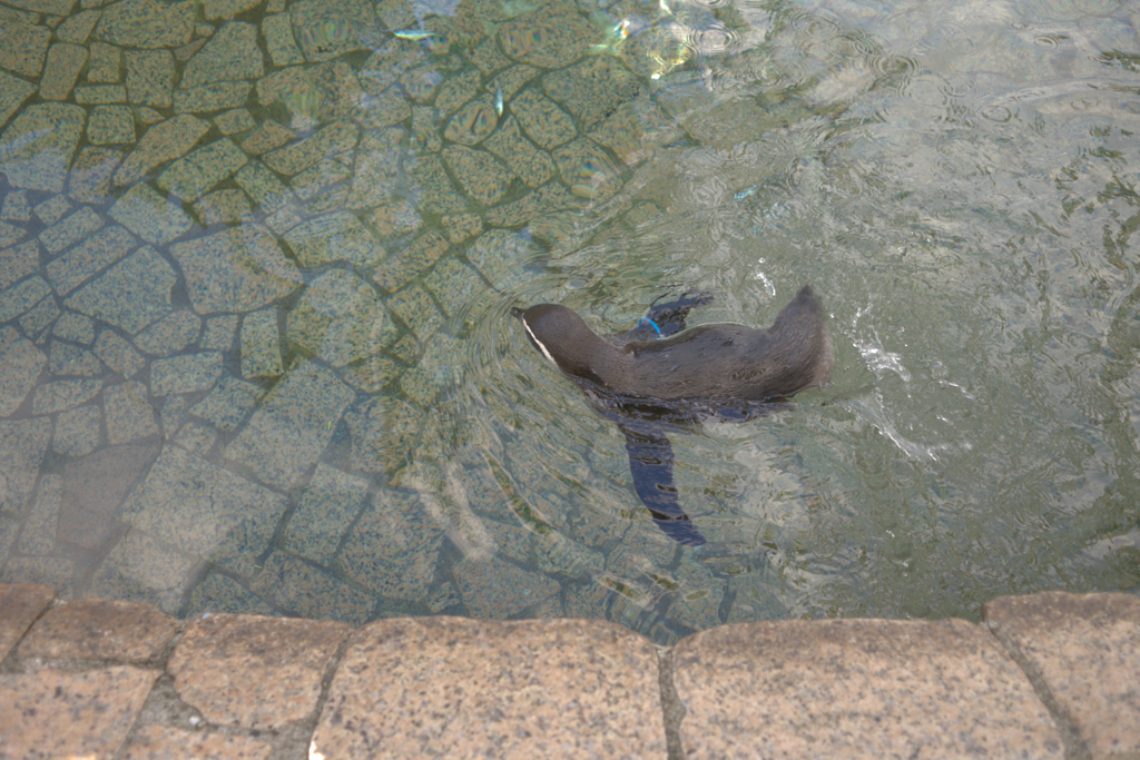 無料動物園３