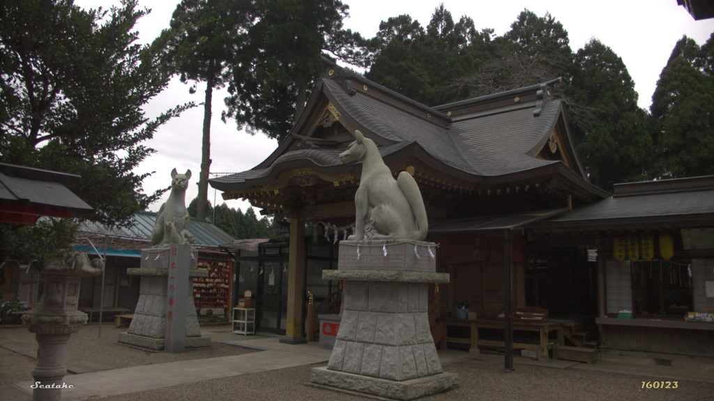 大きいキツネ