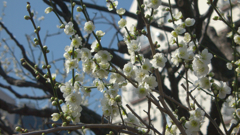 湯島天神・梅2016