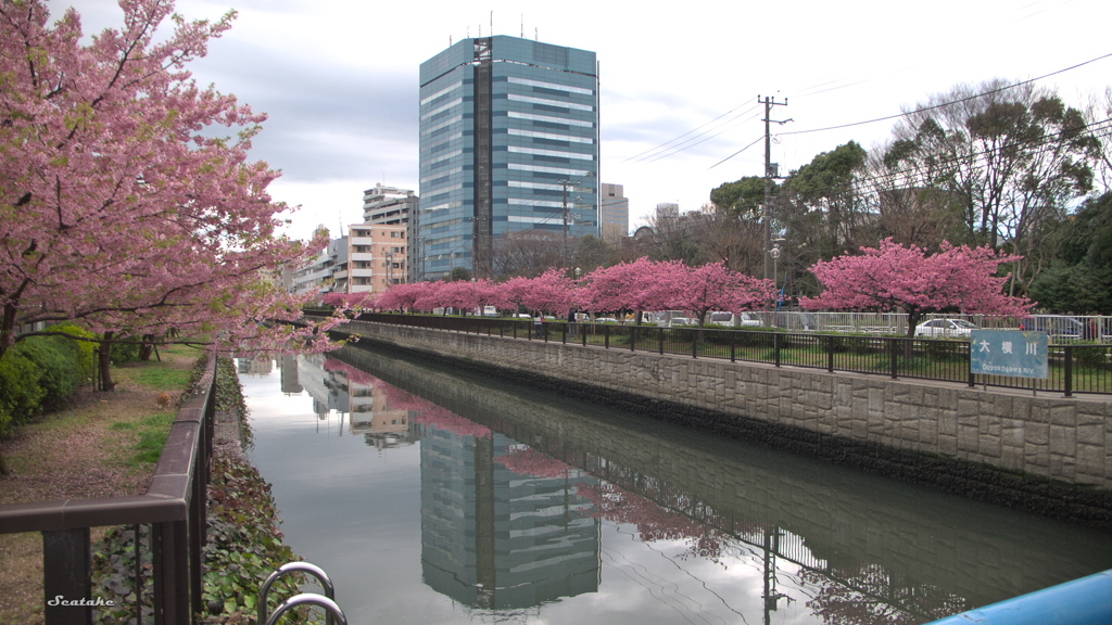 大横川のサクラ