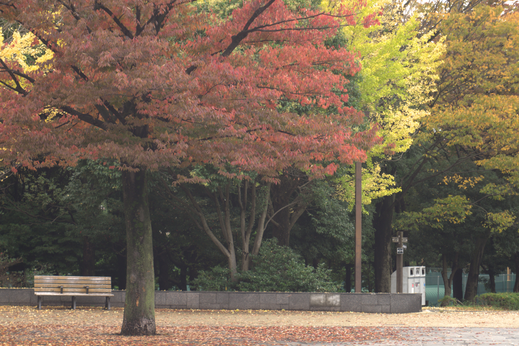 木場公園・紅葉２