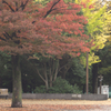 木場公園・紅葉２