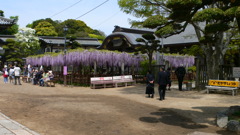 臥竜の藤