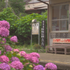 アジサイ・海鹿島