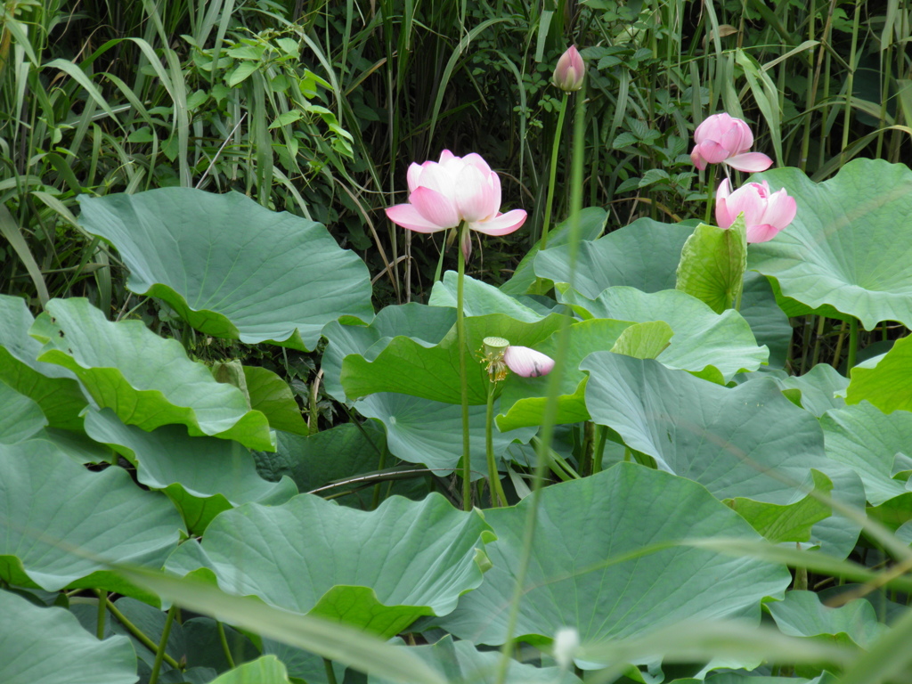 水元公園ハス