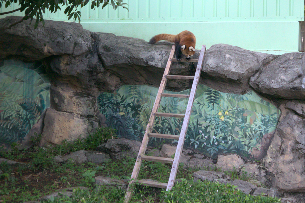 無料動物園１