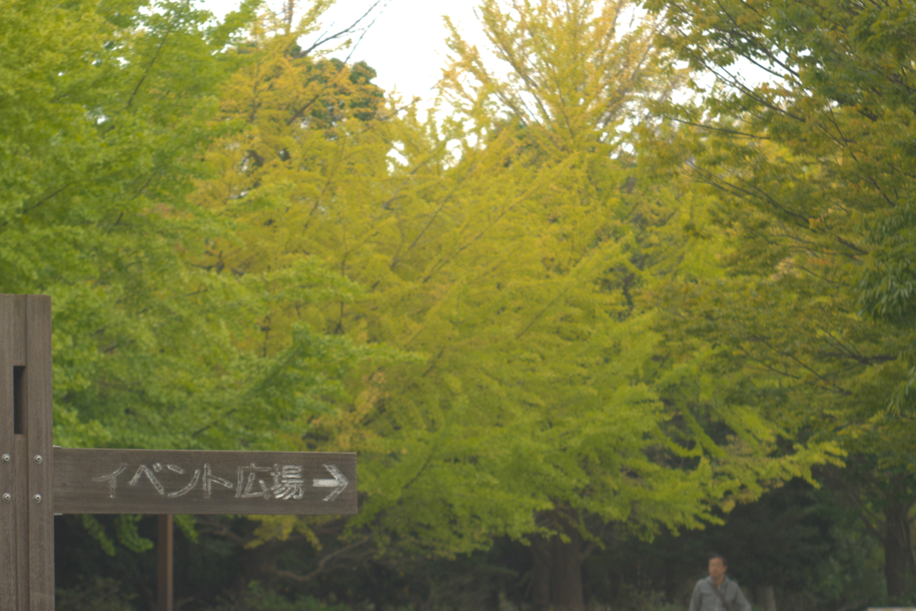 色付く木場公園