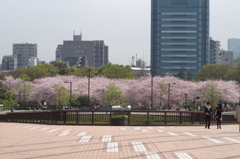 木場公園大橋