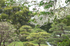 桜吹雪