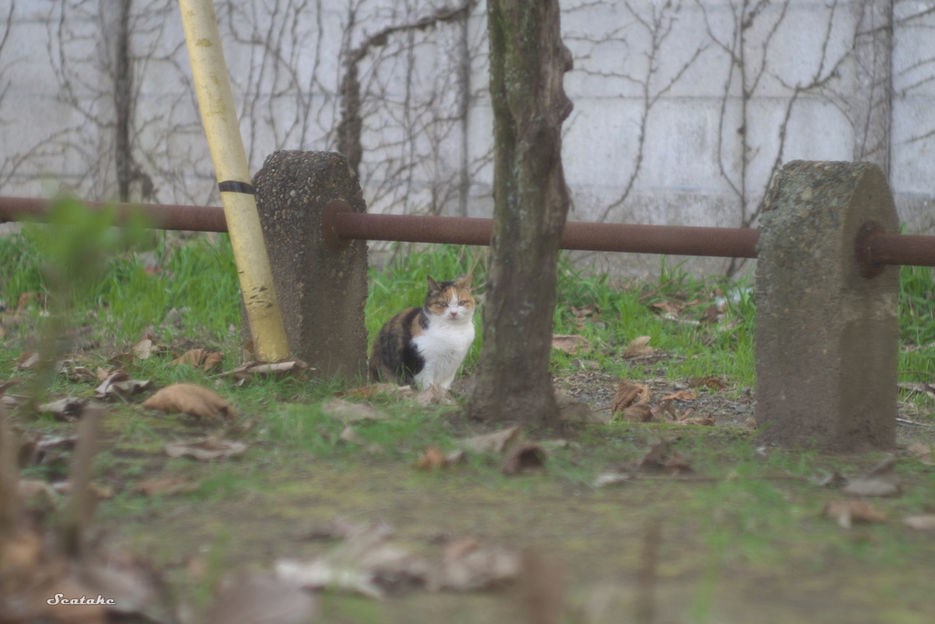 日陰ぼっこ？