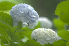 権現堂公園アジサイ