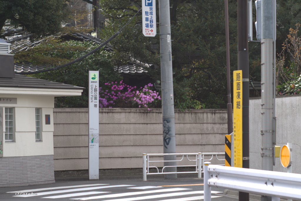 上野公園周辺・ツツジ