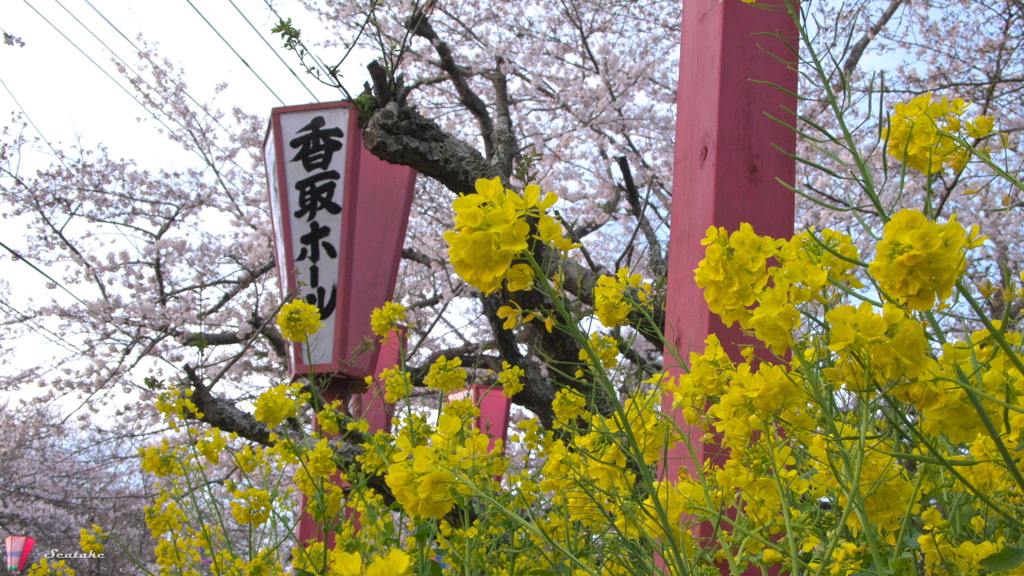 城山公園・サクラと菜の花