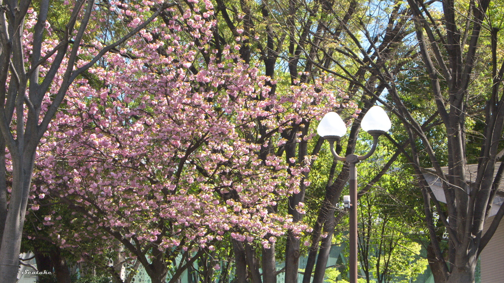 木場公園・八重桜