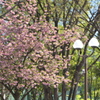 木場公園・八重桜