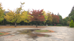 木場公園・紅葉