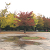 木場公園・紅葉