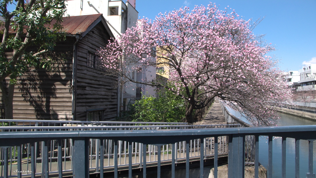 仙台堀川・モモ