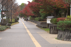 歩道と紅葉