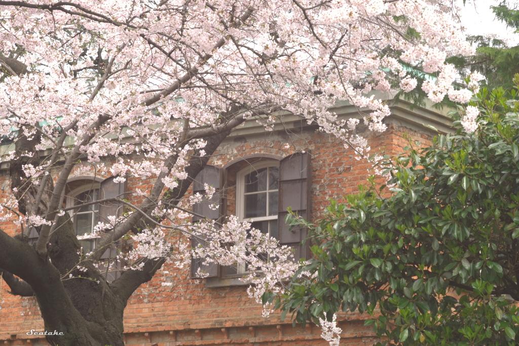 上野公園周辺のサクラ