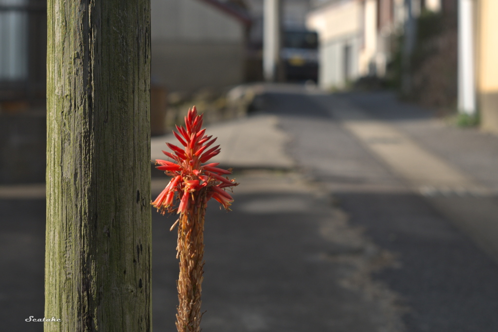 花と電柱