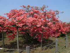 大つつじ
