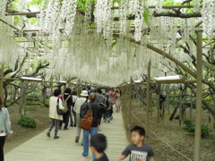 藤のトンネル