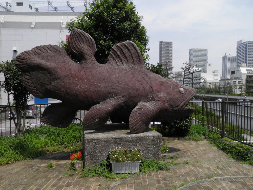 深川シーラカンス
