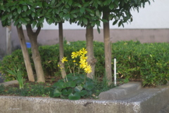 ツワブキ