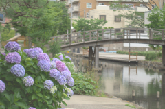 木場親水公園アジサイ
