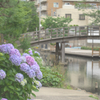 木場親水公園アジサイ