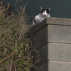 外川のネコａ