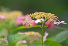 権現堂公園アジサイ
