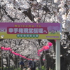 権現堂公園・サクラ堤