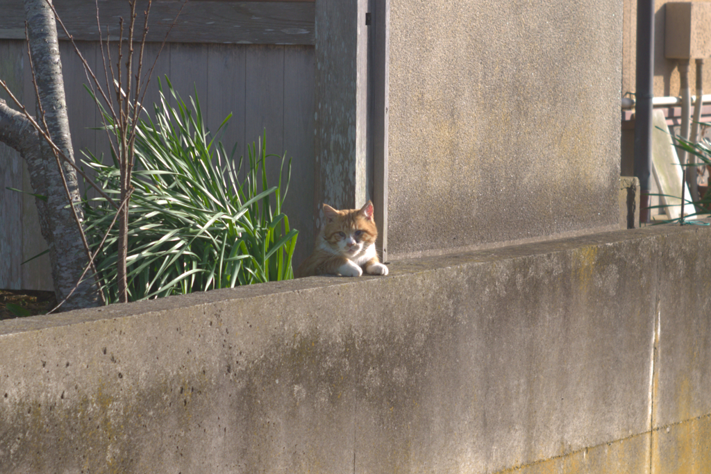 にゃんきゅっぱ？