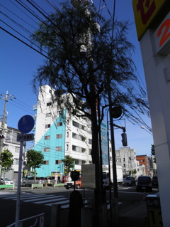 見返り柳