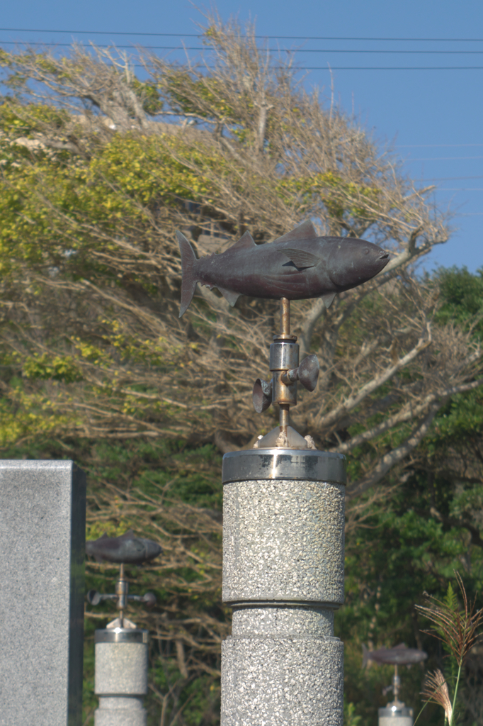 風見「鮪」