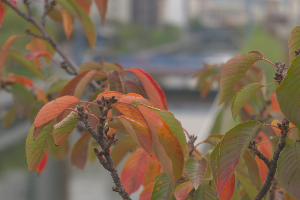 木場公園大橋