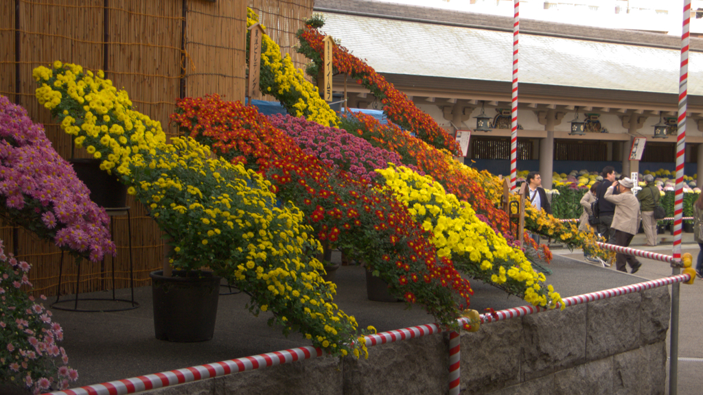 湯島天神・菊まつり５