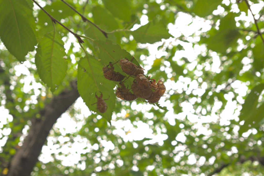 なんでココだけ