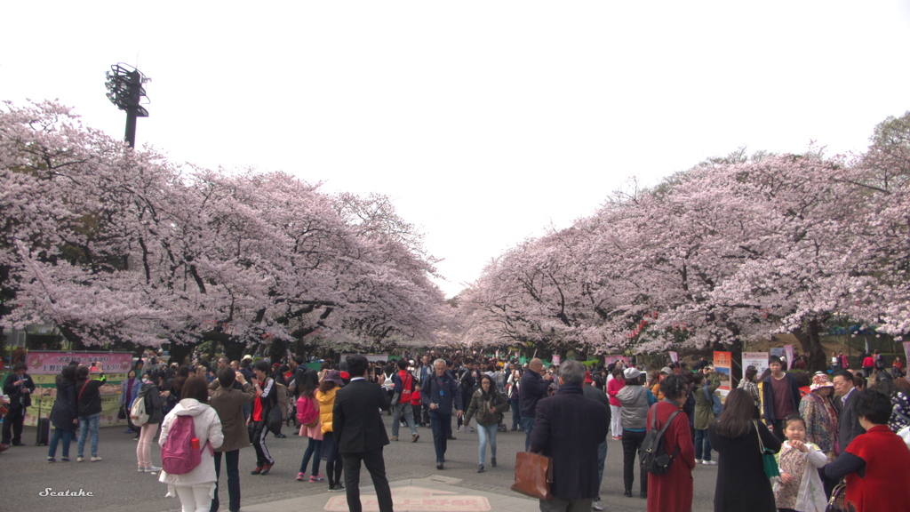 上野公園2016-04-01