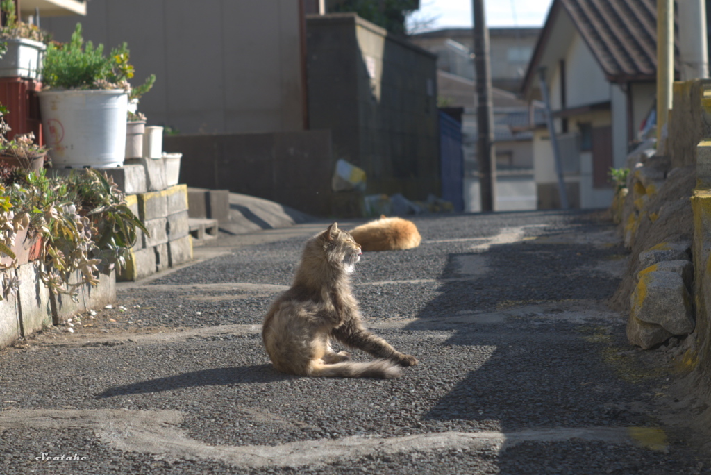 日向ぼっこ