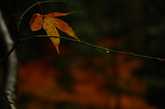 晩秋